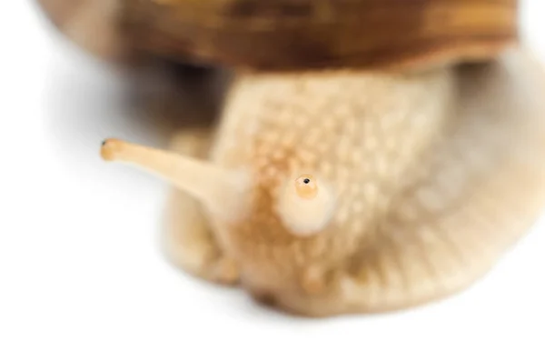 Snail Macro Isolated White Background — Stock Photo, Image