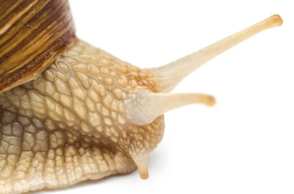 Escargot Macro Isolé Sur Fond Blanc — Photo