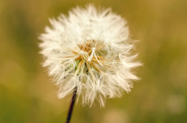 White Dandelion Green Field — Stock Photo, Image