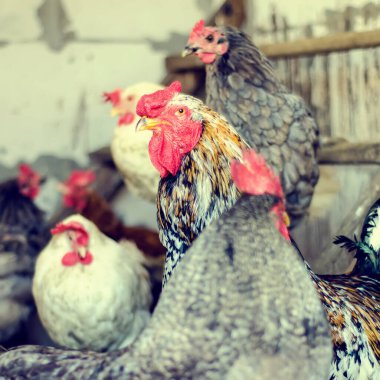 Çiftlikteki tavuk kümesinde horoz