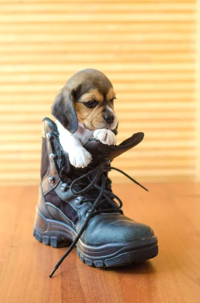 Cute Beagle Puppy Sitting Boot — Stock Photo, Image
