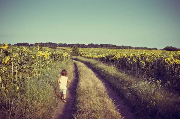 Kleine Jongen Wandelt Zonnebloemenveld — Stockfoto