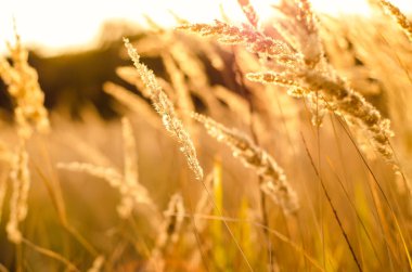 Kırsal bölgedeki mısır gevrekleri yakın plan.