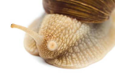 Beyaz arkaplanda izole edilmiş salyangoz makrosu