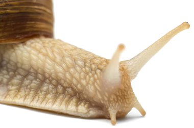 Beyaz arkaplanda izole edilmiş salyangoz makrosu