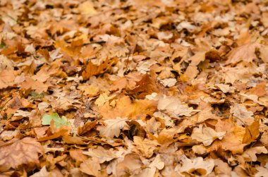 bir çok sonbahar yapraklarının arkaplanı
