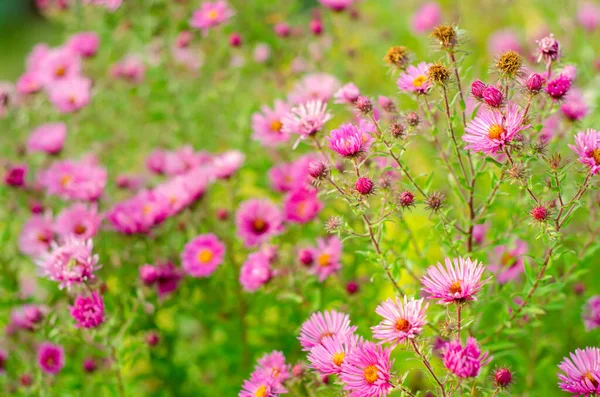 庭の美しい紫色の花 — ストック写真