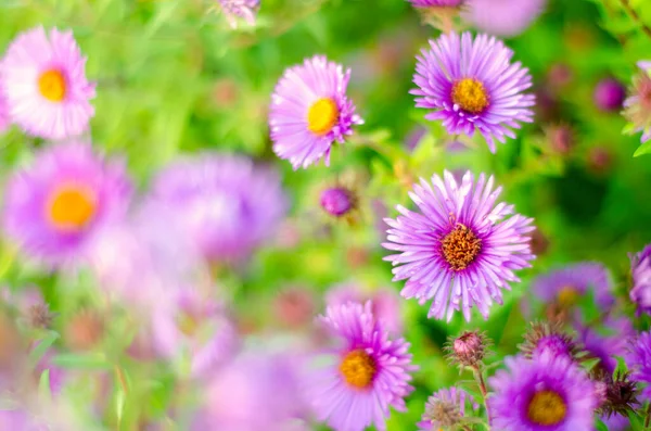 Piękne Purpurowe Kwiaty Ogrodzie — Zdjęcie stockowe
