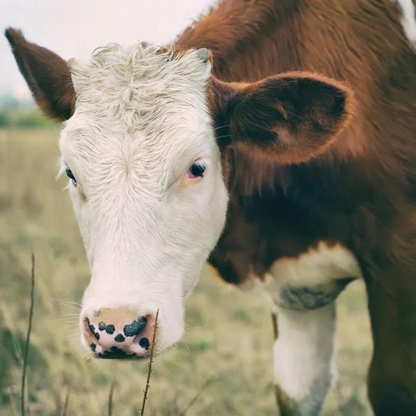 Cow Grazes Meadow — Stock Photo, Image