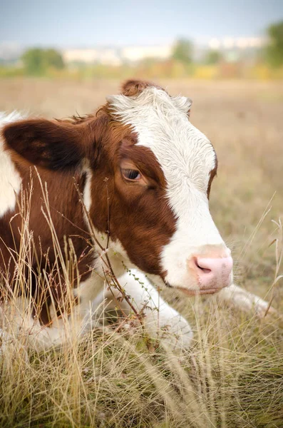 Pâturages Vache Dans Prairie — Photo