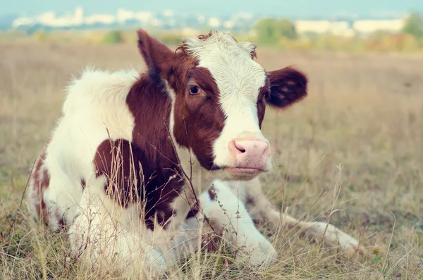 Pâturages Vache Dans Prairie — Photo