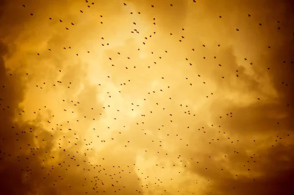 空を飛ぶカラスの群れ — ストック写真