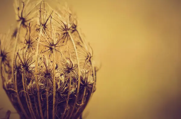 Dry Plant Field — Stock Photo, Image