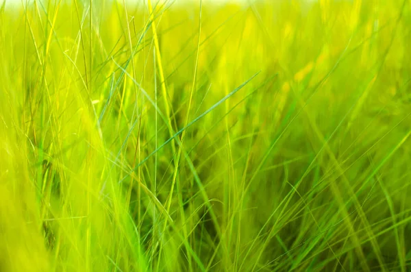 Фон Зеленої Трави — стокове фото