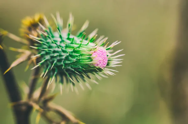 Thorn Field Macro — Stock Photo, Image