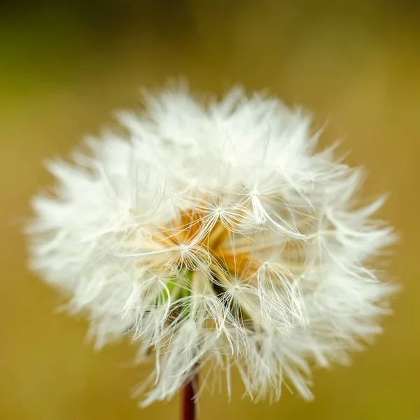 White Dandelion Green Field — Stock Photo, Image