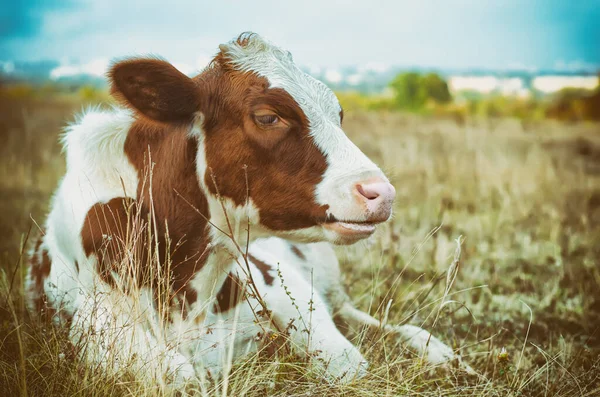 Pastos Vaca Prado — Foto de Stock