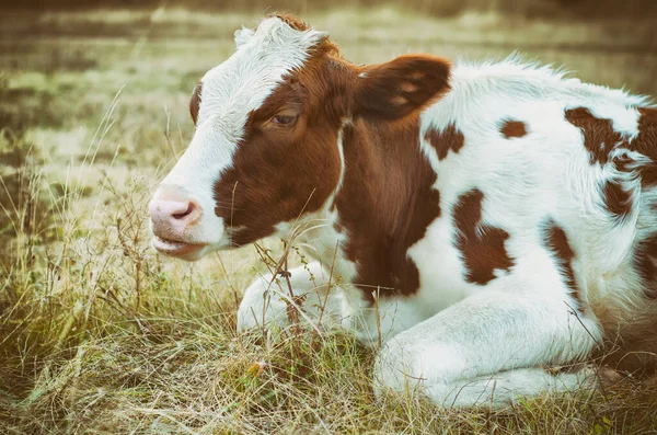 Pâturages Vache Dans Prairie — Photo