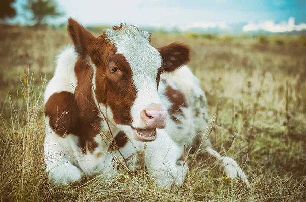 Pâturages Vache Dans Prairie — Photo