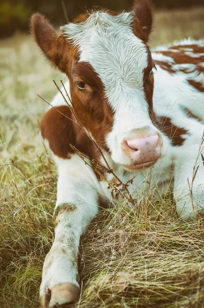 Cow Grazes Meadow — Stock Photo, Image