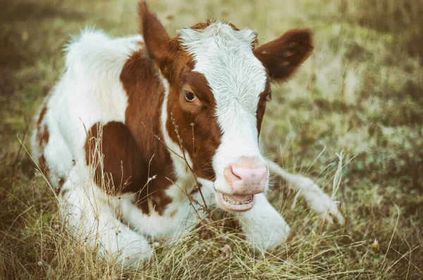 Корова Пасется Лугу — стоковое фото