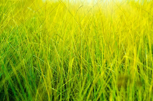 Bakgrund Gjord Grönt Gräs — Stockfoto