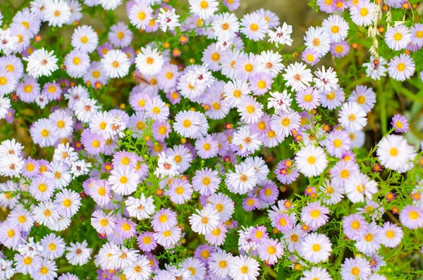 背景にはデイジーの花がたくさんあります ロイヤリティフリーのストック画像