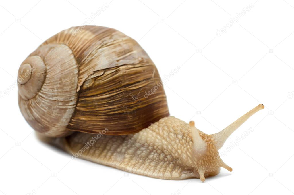 snail isolated on a white background