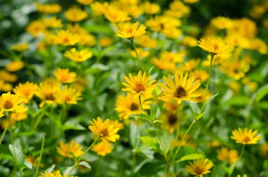 Yeşil bahçedeki sarı çiçekler