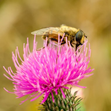 Çiçek makrosu üzerinde uçan sinek.
