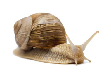 Beyaz arka planda izole edilmiş salyangoz