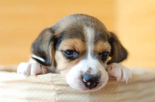 Cute Beagle Puppy Sitting Basket — Stock Photo, Image