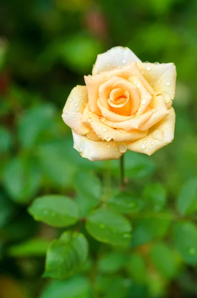 Кремовая Роза Капельками Воды — стоковое фото