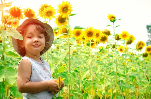 Liten Pojke Solrosfält — Stockfoto