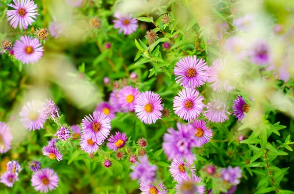 Bahçedeki Güzel Mor Çiçekler — Stok fotoğraf