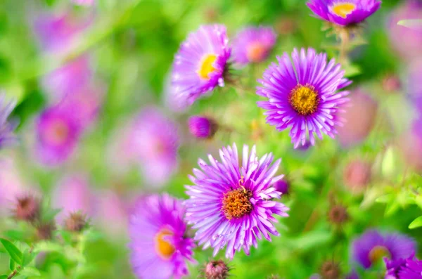 Hermosas Flores Púrpuras Jardín — Foto de Stock