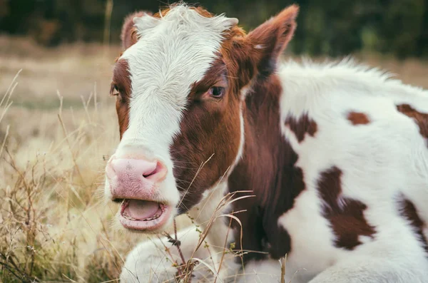 Pâturages Vache Dans Prairie — Photo