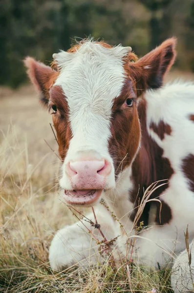 Pâturages Vache Dans Prairie — Photo