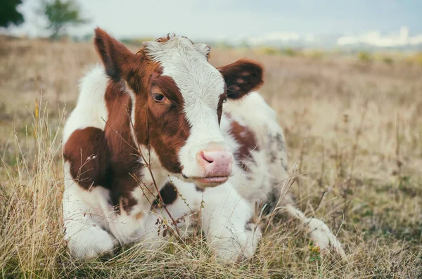 Pâturages Vache Dans Prairie — Photo