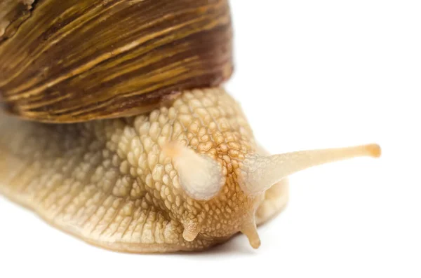 Caracol Macro Isolado Fundo Branco — Fotografia de Stock