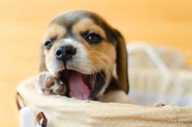 Tatlı köpek yavrusu sepette oturuyor.