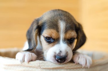 Tatlı köpek yavrusu sepette oturuyor.