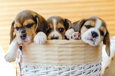 Sepette oturan üç köpek yavrusu.