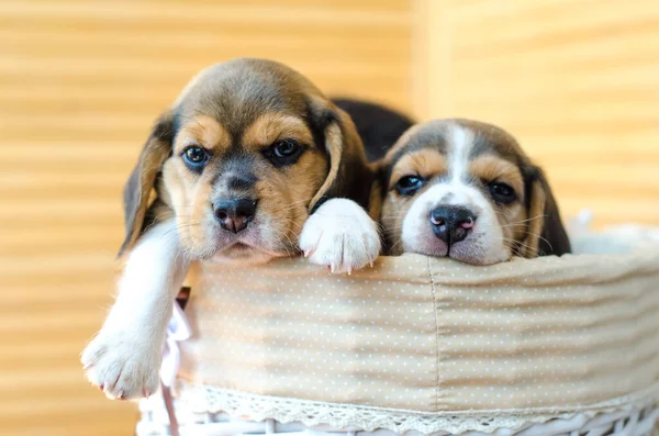 Dos Cachorros Beagle Sentados Una Cesta — Foto de Stock