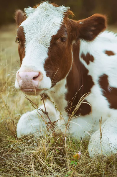 Cow Grazes Meadow — Stock Photo, Image