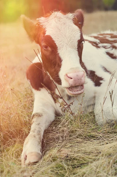 Pâturages Vache Dans Prairie — Photo