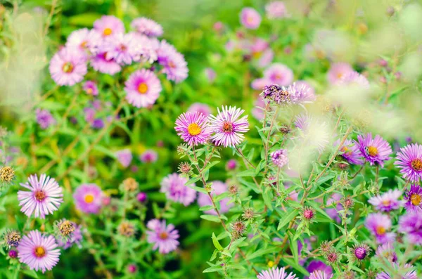 庭の美しい紫色の花 — ストック写真