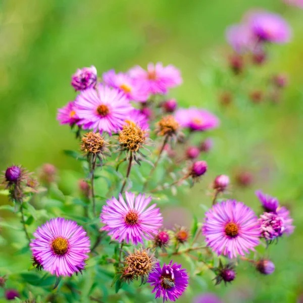 Beautiful Purple Flowers Garden — Stock Photo, Image