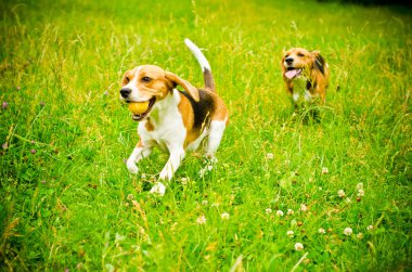 iki beagle