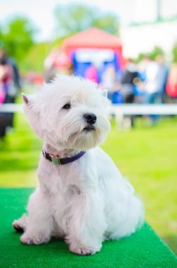 Batı highland terrier